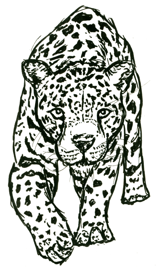 Leopard in ink, 10.15.15